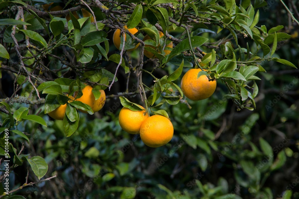 Pomarańczowe pomarańcze na drzewie - obrazy, fototapety, plakaty 