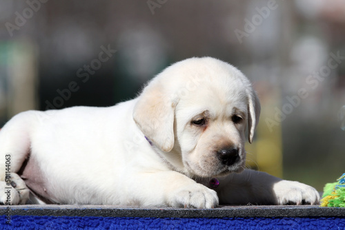 the nice yellow labrador puppy on the blue background