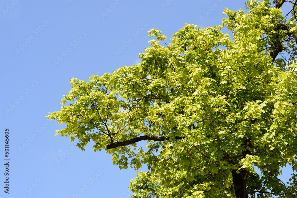 Fototapeta premium Norway maple