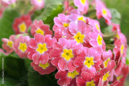 Fototapeta Primrose or primula in the spring garden