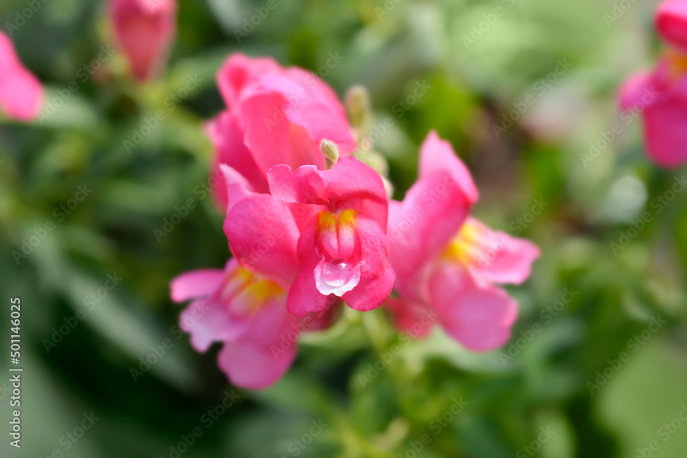 Snapdragon flowers Snapdragon flowers