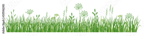 Photo Green grass border, meadow herb 
and grass, vector illustration