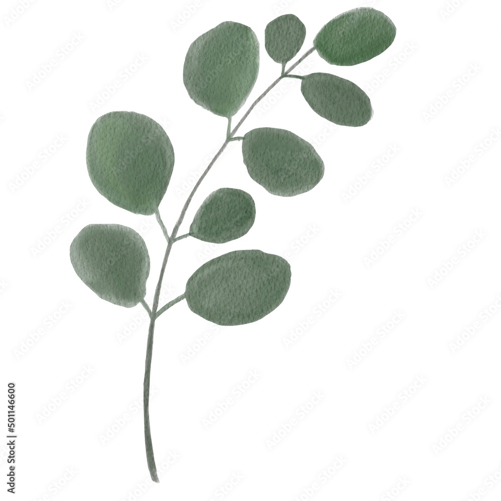 Obraz premium Hand painted eucalyptus leaves and branches isolated on white background. Watercolor Eucalyptus Greenery floral branch. Cartoon hand drawn watercolor illustration for menu, card, tshirt design