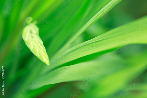Green Gladiolus leaves with sunlight bokeh background
