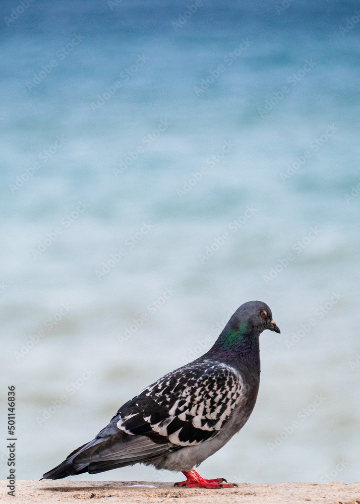 Pigeon walking on a wall with the Mediterranean Sea in the background. Pigeon walking on a wall with the Mediterranean Sea in the background.