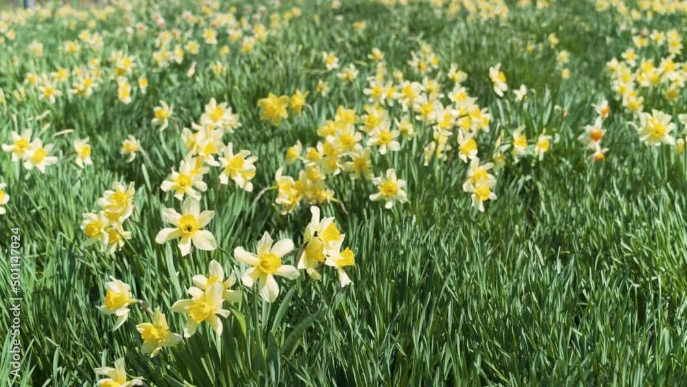 Colorful Narcissus Flower Field on a Windy Day Colorful Narcissus Flower Field on a Windy Day