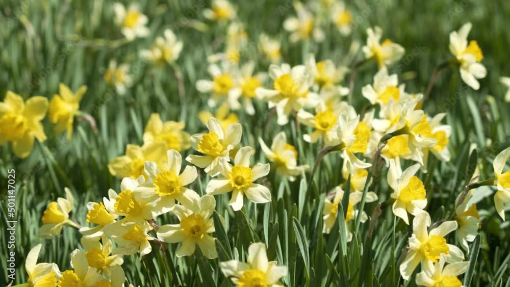 Colorful Narcissus Flower Field on a Windy Day Colorful Narcissus Flower Field on a Windy Day
