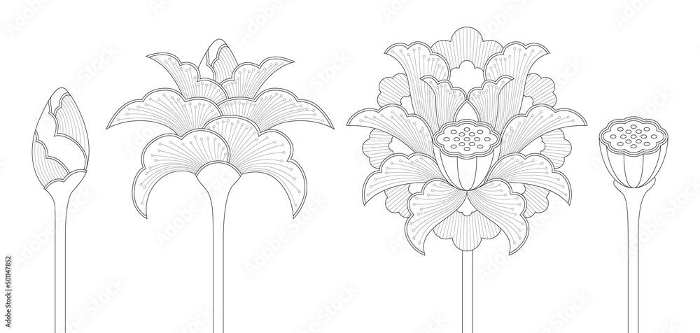 Set of ornamental Indian lotus flowers in four different phases: bud, opening blossom, full blossom and seed pod (Line art)  - obrazy, fototapety, plakaty 