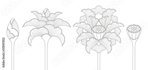 Set of ornamental Indian lotus flowers in four different phases: bud, opening blossom, full blossom and seed pod (Line art) 
