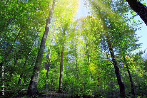 Sunlight in summer forest with green trees and blue sky.