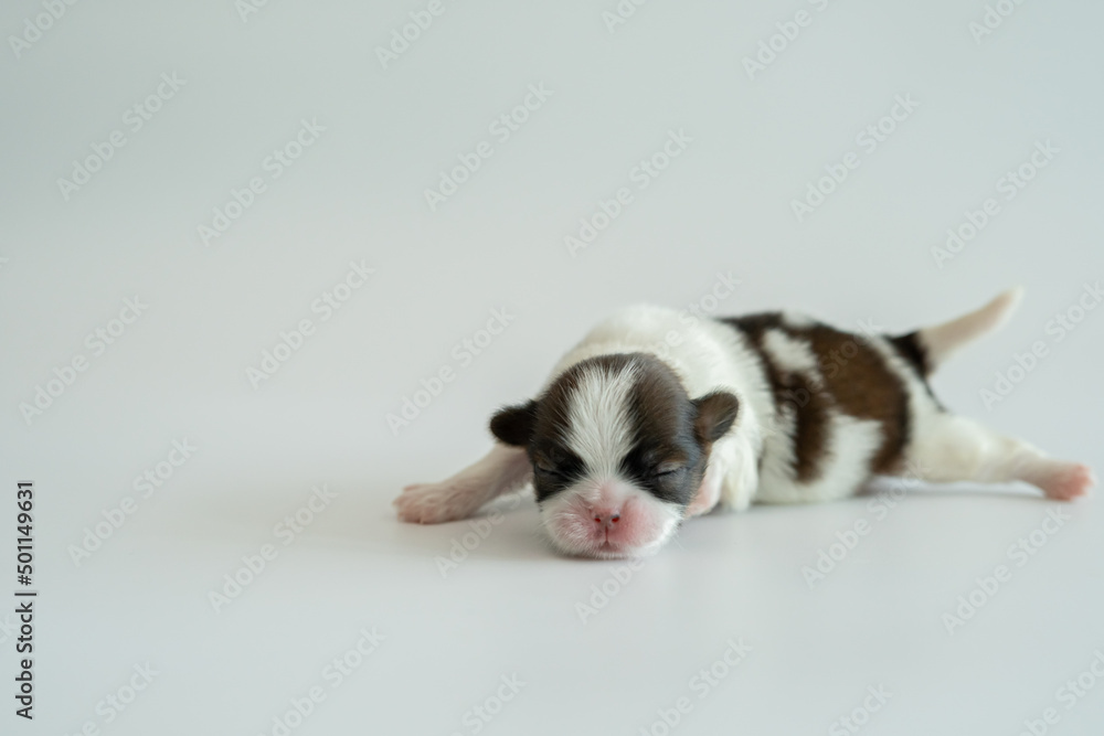 puppy dog puppy dog