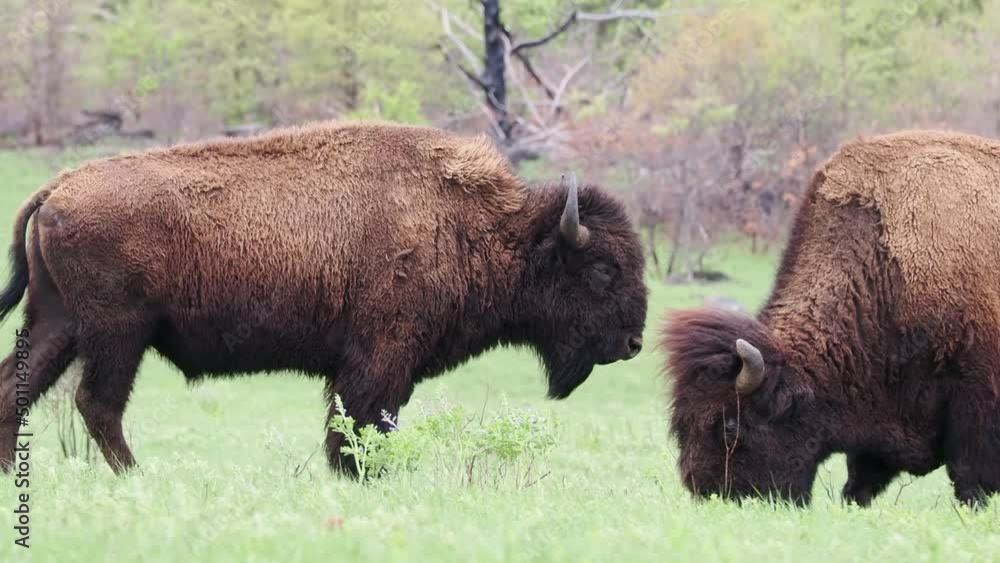 Close up shot of wild Bison in Wichita Mountains Wildlife Refuge Close up shot of wild Bison in Wichita Mountains Wildlife Refuge
