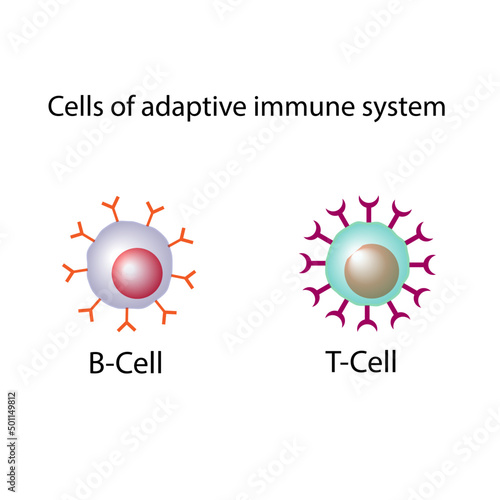 Cells of adaptive immune system. T- lymphocyte and B-lymphocyte