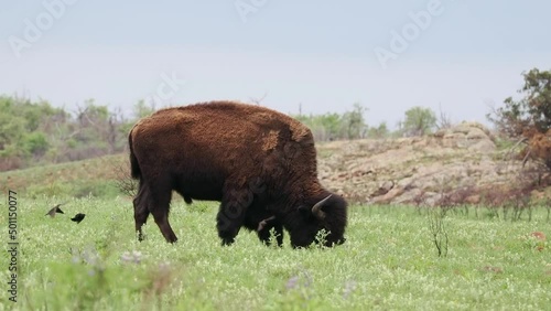 Close up shot of wild Bison in Wichita Mountains Wildlife Refuge