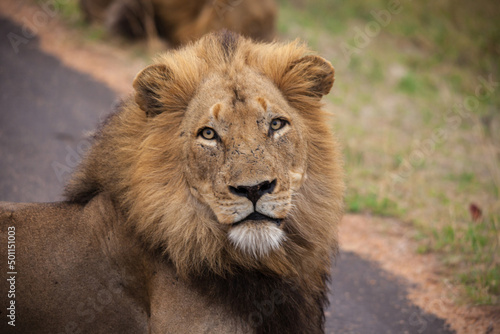 Single Male Lion 14888