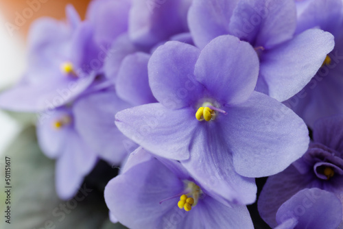 Fototapeta Naklejka Na Ścianę i Meble -  blooming violets in a pot close-up