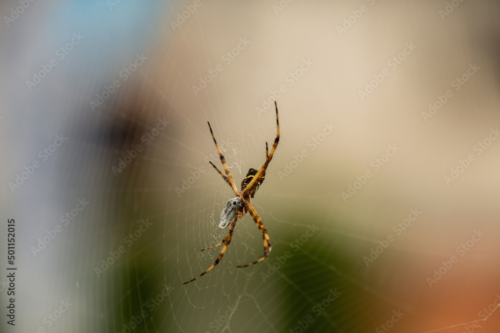 Hermosa araña en su habitad. En esta ocación esta comiendo, envolviendo el resultado de su caza. Hermosa araña en su habitad. En esta ocación esta comiendo, envolviendo el resultado de su caza.
