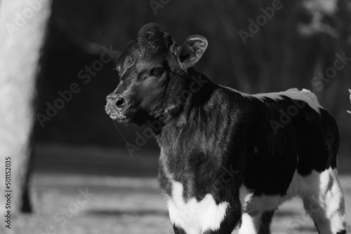 Calf portrait closeup in black and white for calving season on farm.