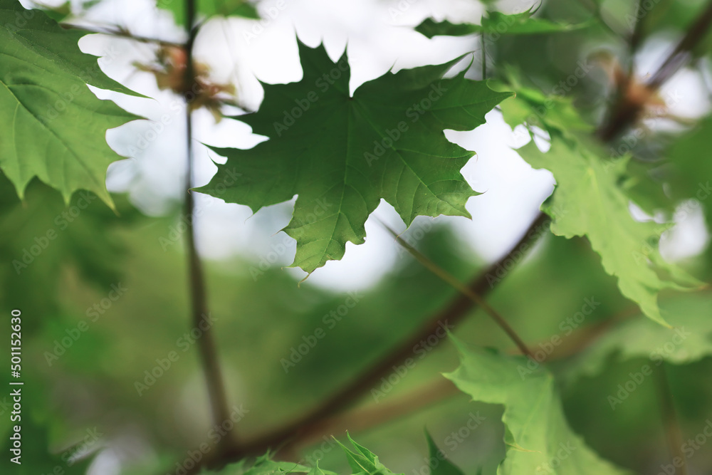 Spring nature background. Forest landscape. Green trees and grass on a spring morning. Spring nature background. Forest landscape. Green trees and grass on a spring morning.