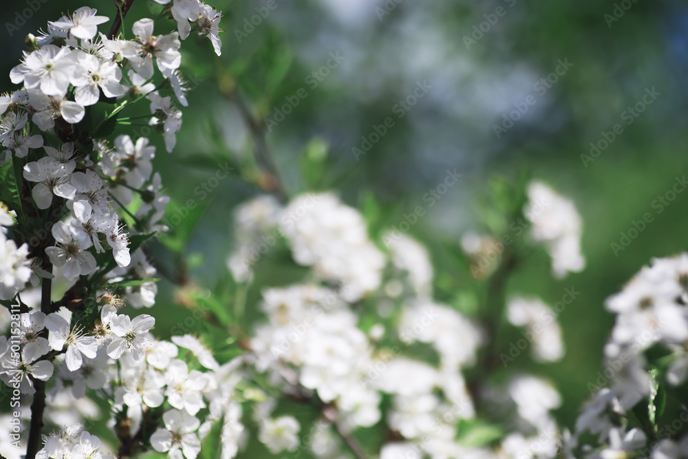 White flowers on a green bush. The white rose is blooming. Spring cherry apple blossom. White flowers on a green bush. The white rose is blooming. Spring cherry apple blossom.