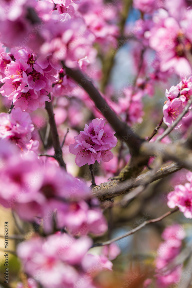 Obraz premium Kwiat wiśni 