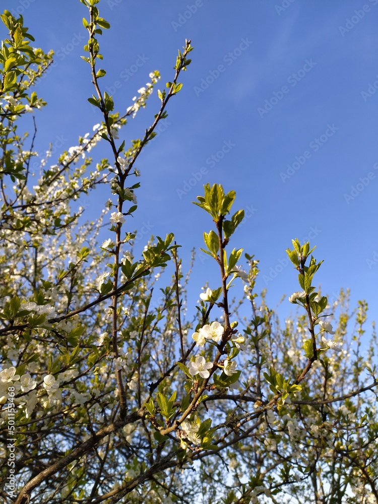 Branches with young leaves of tree, plum blossoms in early spring on sunny day against blue sky Branches with young leaves of tree, plum blossoms in early spring on sunny day against blue sky