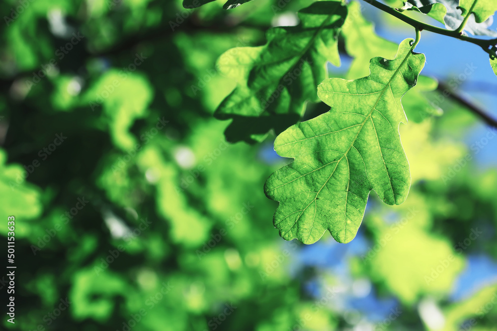 Obraz premium Spring nature background. Forest landscape. Green trees and grass on a spring morning.