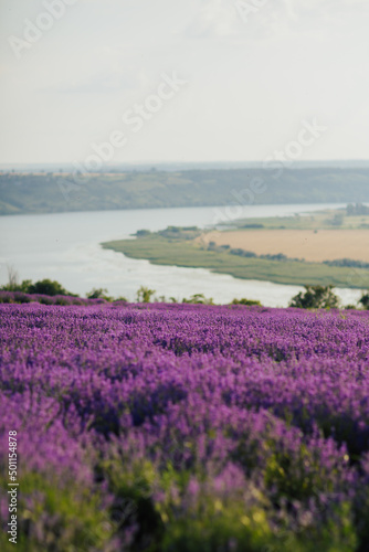 Summer purple lavender field against the backdrop of a wide river. Summer clear weather with sun in the sky. 