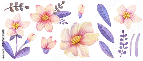 watercolor set of wild rose flowers, isolated group of floral objects