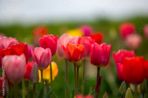 Field of many blooming pink, white, yellow and red tulips showing green stems. Close up and looking towards blue sky.