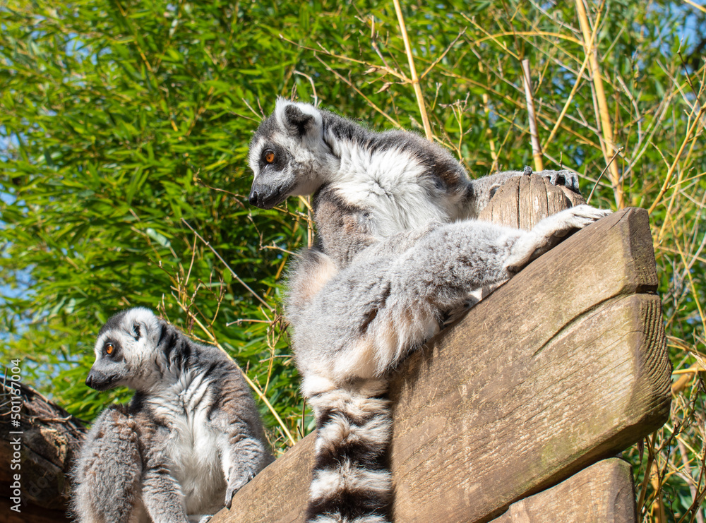 Fototapeta premium Lémuriens