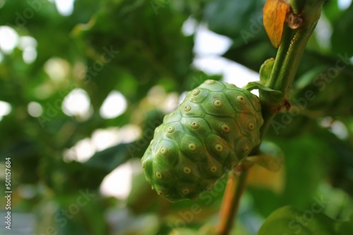 Morinda citrifolia or noni on tree. Nature and food concept.