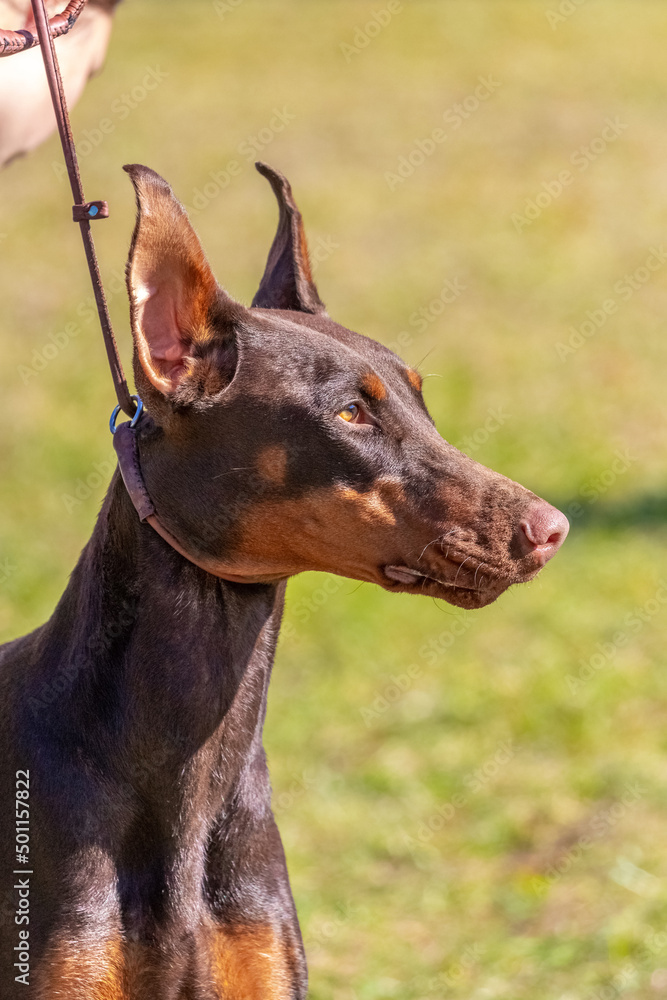 Brown Doberman dog close up with raised ears on blurred background in sunny weather Brown Doberman dog close up with raised ears on blurred background in sunny weather