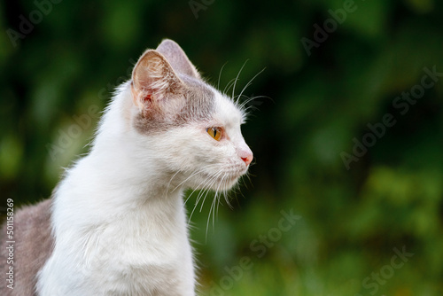 White spotted cat in the garden on a dark background, portrait of a cat in profile