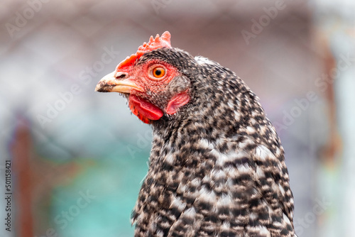 Gray spotted chicken close up in profile blurred background