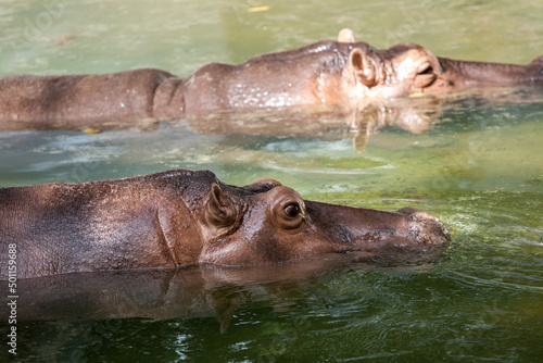Hippopotamus in the zoo