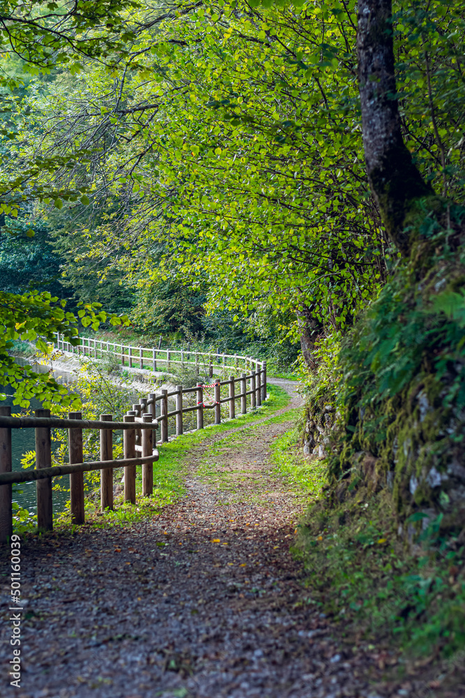 Path in the woods