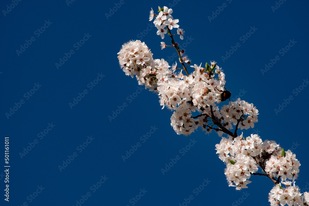 Spring flower blossoms nature landscape wallpaper Spring flower blossoms nature landscape wallpaper
