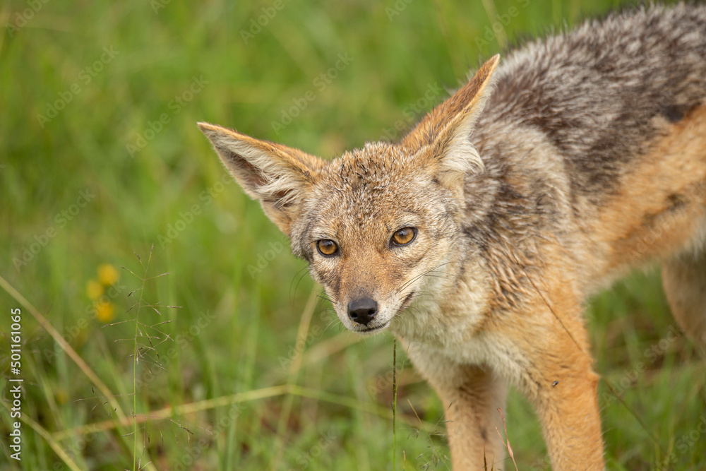 black-backed jackal (Lupulella mesomelas) Looking up. African wildlife in Masai Mara, Kenya black-backed jackal (Lupulella mesomelas) Looking up. African wildlife in Masai Mara, Kenya