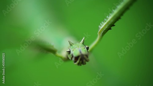Macro shot of green walking stick, stick bug, phobaeticus serratipes head. Animal, nature photo