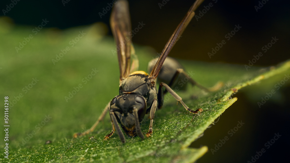 Fototapeta premium Black and yellow wasp perched on a green leaf