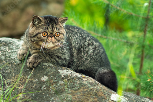 Принти на полотні A cute brown tabby cat sits exotically on a large gray stone in the park on a summer day