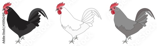 black white grey color chicken hen set vector drawing on isolated background poultry farm concept domestic animal object icon sign logo cartoon rooster abstract art illustration source meat egg fowl