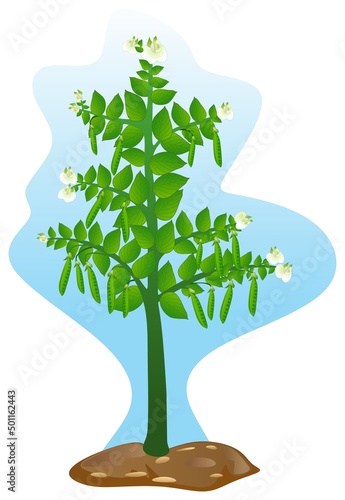 pea tree with flower and fruit vector drawing isolated white background blue sky soil nature object icon sign logo cartoon abstract art illustration plant with part structure leaves branch green trunk