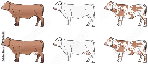 brown white spotted color bull and cow set vector drawing on isolated background object icon sign logo cartoon abstract art illustration source meat milk calf animal husbandry poultry farm concept 
