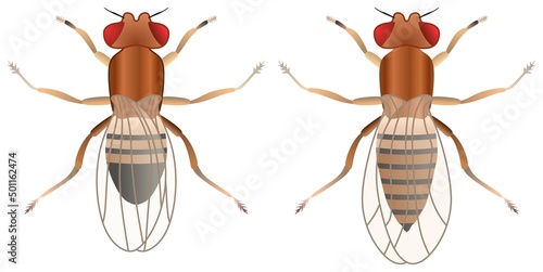 fruit fly male female vector drawing on isolated white background object icon sign logo cartoon red eyes abstract art illustration harmful insect arthropod animal pest control concept transmit disease