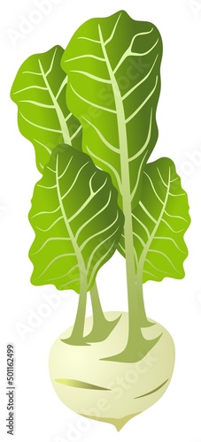 kohlrabi vector drawing on isolated white background object sign logo icon cartoon art illustration green vegetable flower plant concept healthy food human body health care element diet weight control