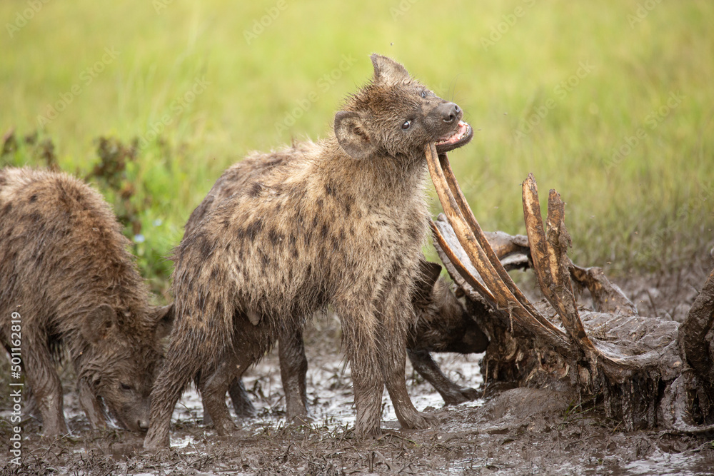 Spotted hyena Crocuta Crocuta) covered in mud standing and eating bones of carcass African wildlife safari seen in Masai Mara, Kenya Spotted hyena Crocuta Crocuta) covered in mud standing and eating bones of carcass African wildlife safari seen in Masai Mara, Kenya