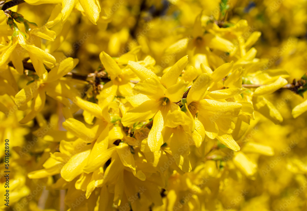 Forsythia flowers close up. Yellow botanic backround Forsythia flowers close up. Yellow botanic backround