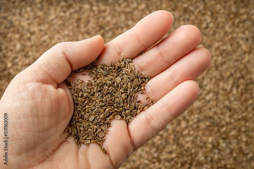 Organic dill seeds on a woman hand palm over seed background. Handful of raw anethum graveolens fruits. Medicinal herb for herbal medicine. Natural spices, condiments and seasonings.